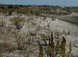 Coastal Primary Dunes